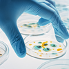 Image of petri dish growing bacteria
